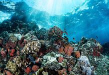 Grande barriera corallina: aumenta il rischio di sbiancamento